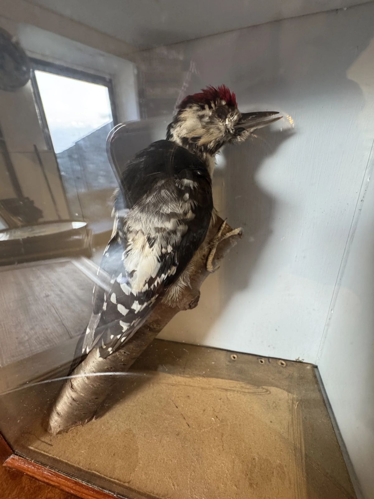 Antique Taxidermy Glass Display Case Great Spotted Woodpecker photo Home Decor