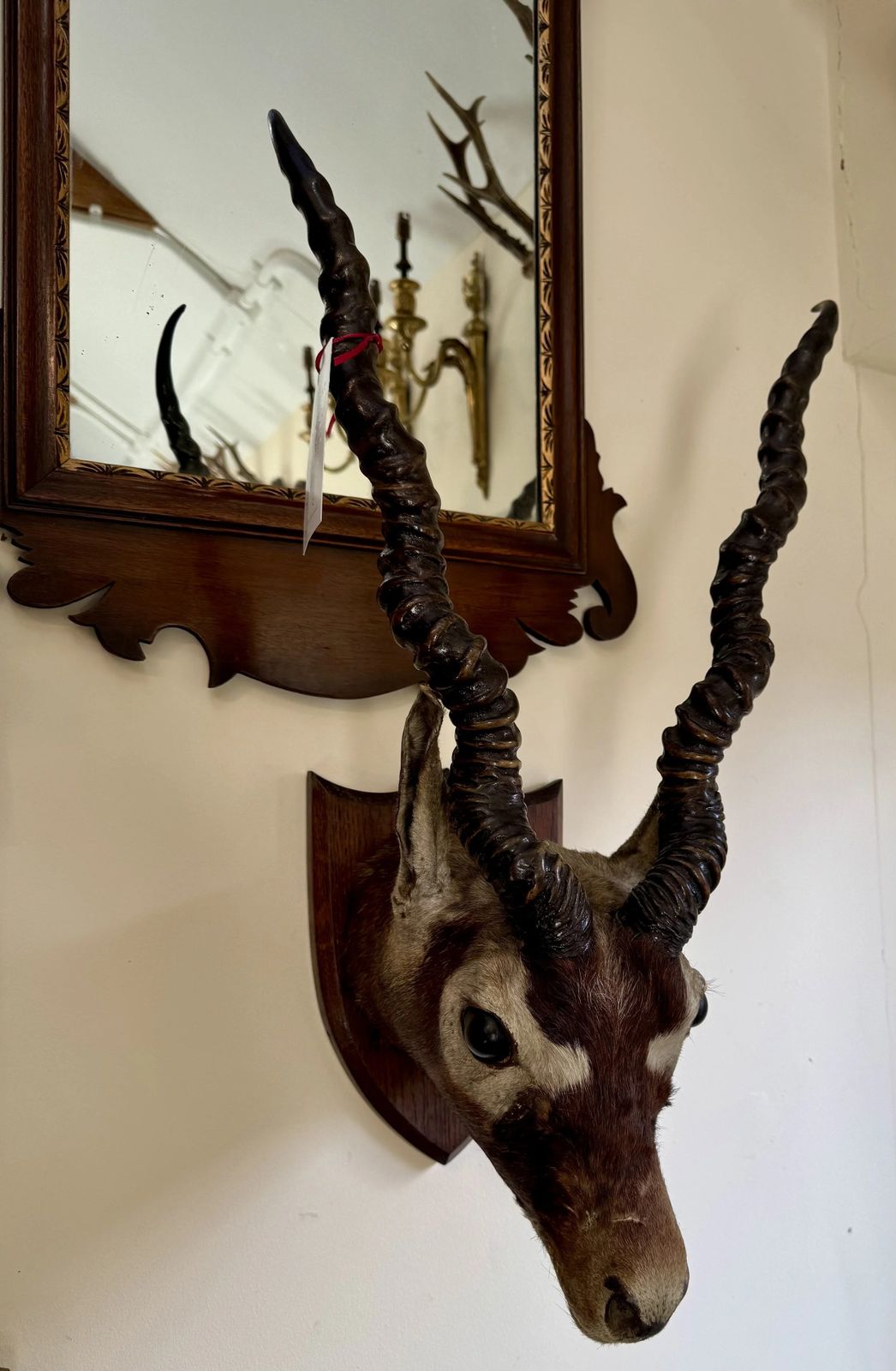 Antique C.1900 Taxidermy Indian Blackbuck Adult Antelope Mounted Head With Antlers On Shield photo Home Decor