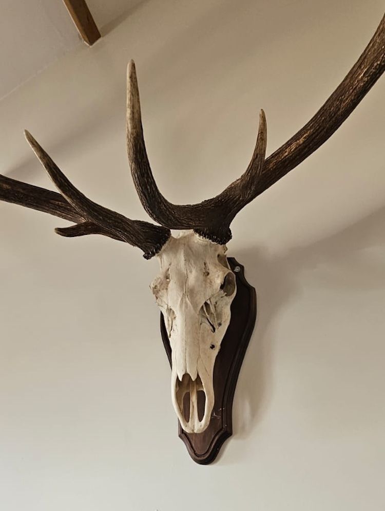 Mounted Imperial Stag Skull And Antlers   Large, Excellent Condition photo Home Decor