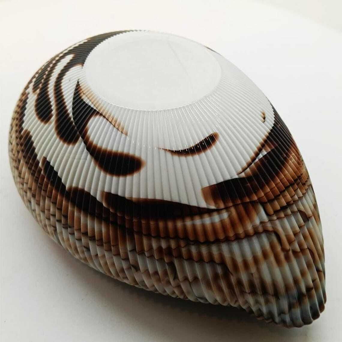 282.0 1970s Shell Ashtray   Empty Pocket In Hand Worked Murano Art Glass. Made In Italy. Original Label   18 Cm / 7.08 Inches. photo