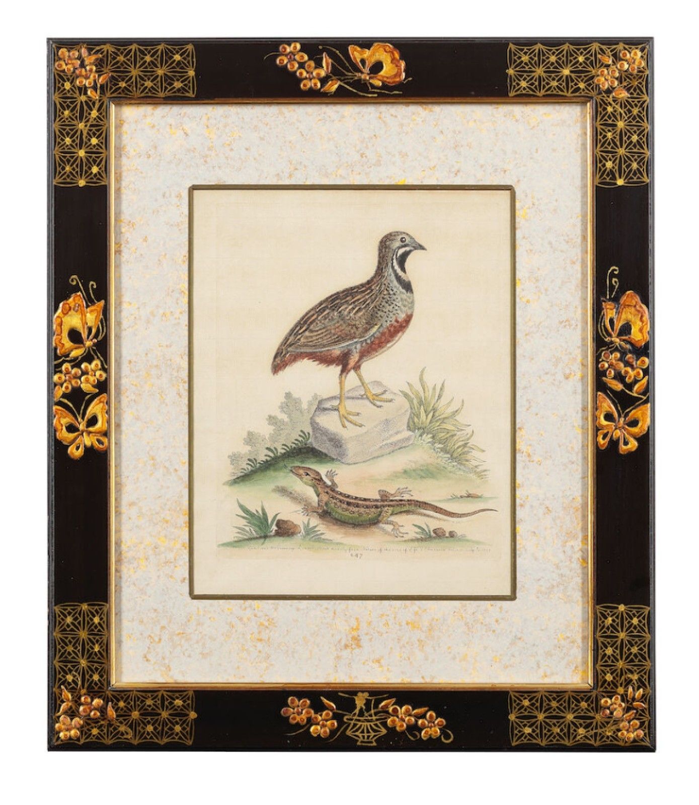 12 Antique 1740 George Edwards Hand Coloured Ornithological Engravings Of Birds photo Art