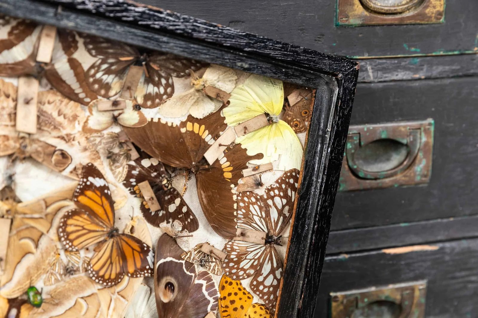 Antique Glazed Entomology Butterfly Display Cases photo furniture