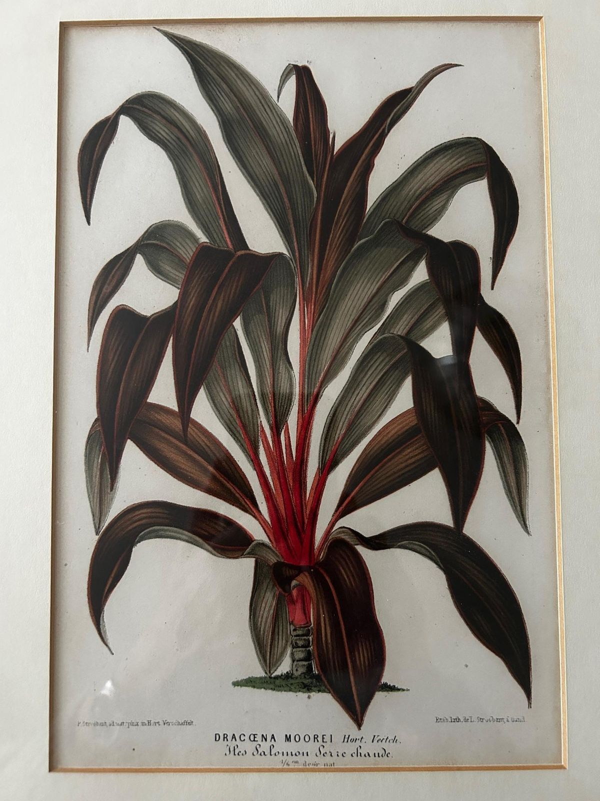 Dracaena Moorei Lithograph, Botanical Print, 19th Century, Signed photo furniture