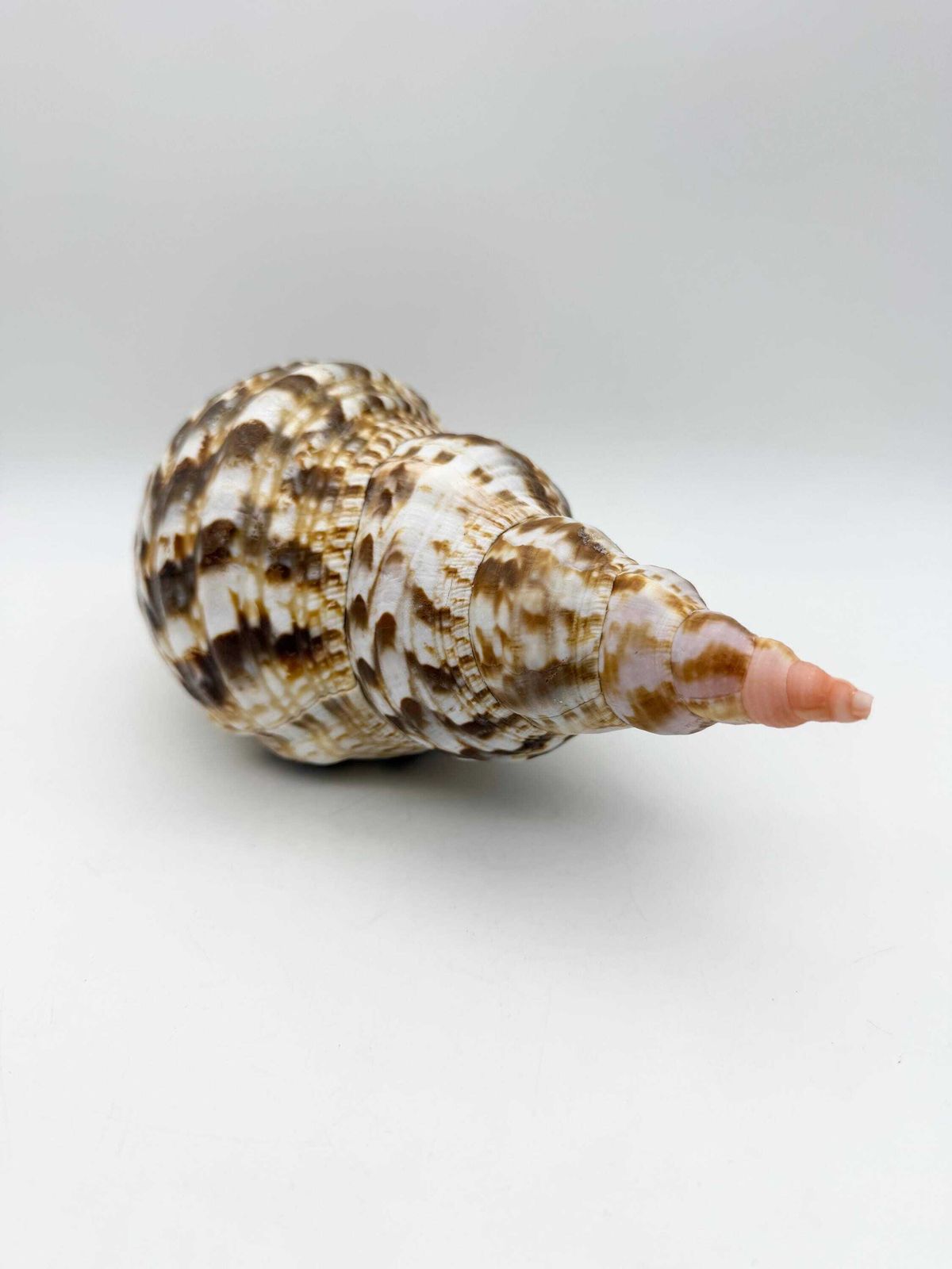 Triton Trumpet Conch Shell, Large Natural Conch, Coastal Home Decor photo 94.0