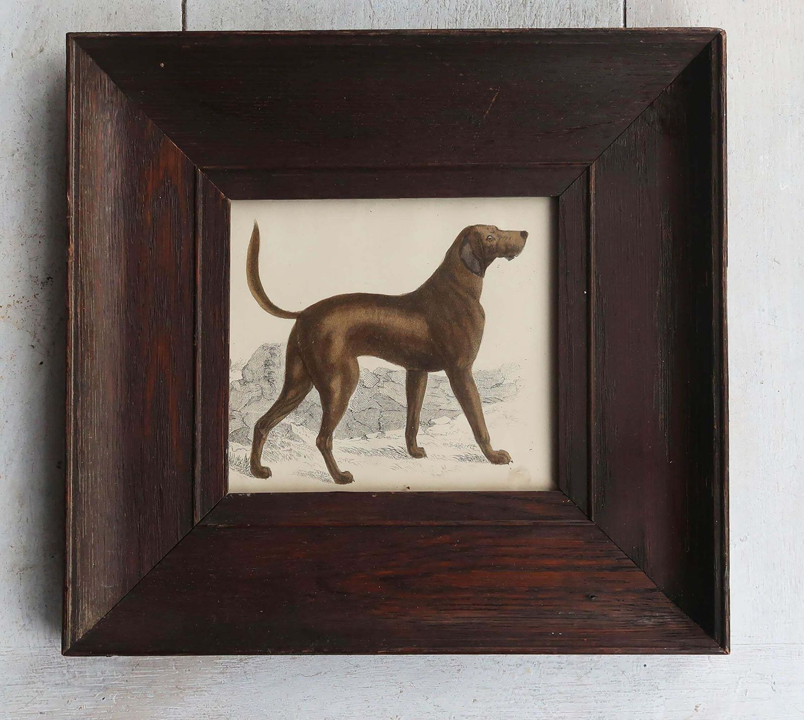 Original Antique Framed Print Of A Bloodhound, 1847 photo furniture