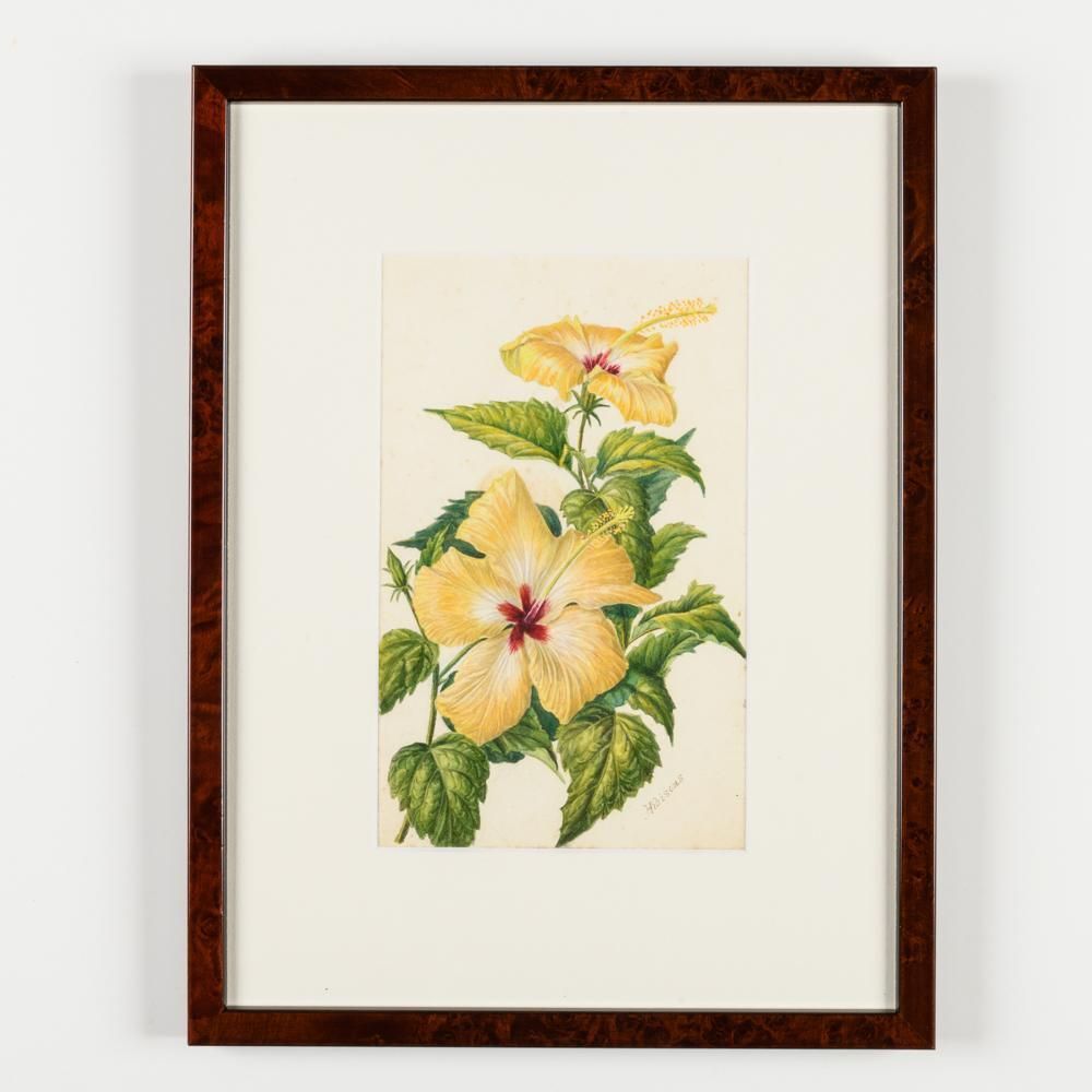 A Collection Of Fourteen Early 20th Century  North American Botanical Watercolours