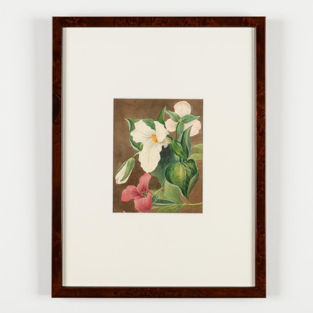 A Collection Of Fourteen Early 20th Century  North American Botanical Watercolours photo vintage