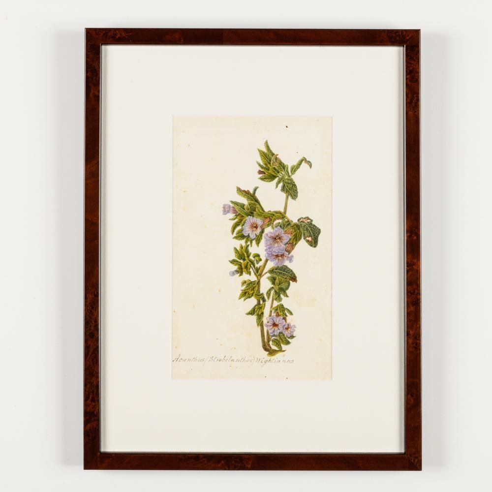 Art A Collection Of Fourteen Early 20th Century  North American Botanical Watercolours photo