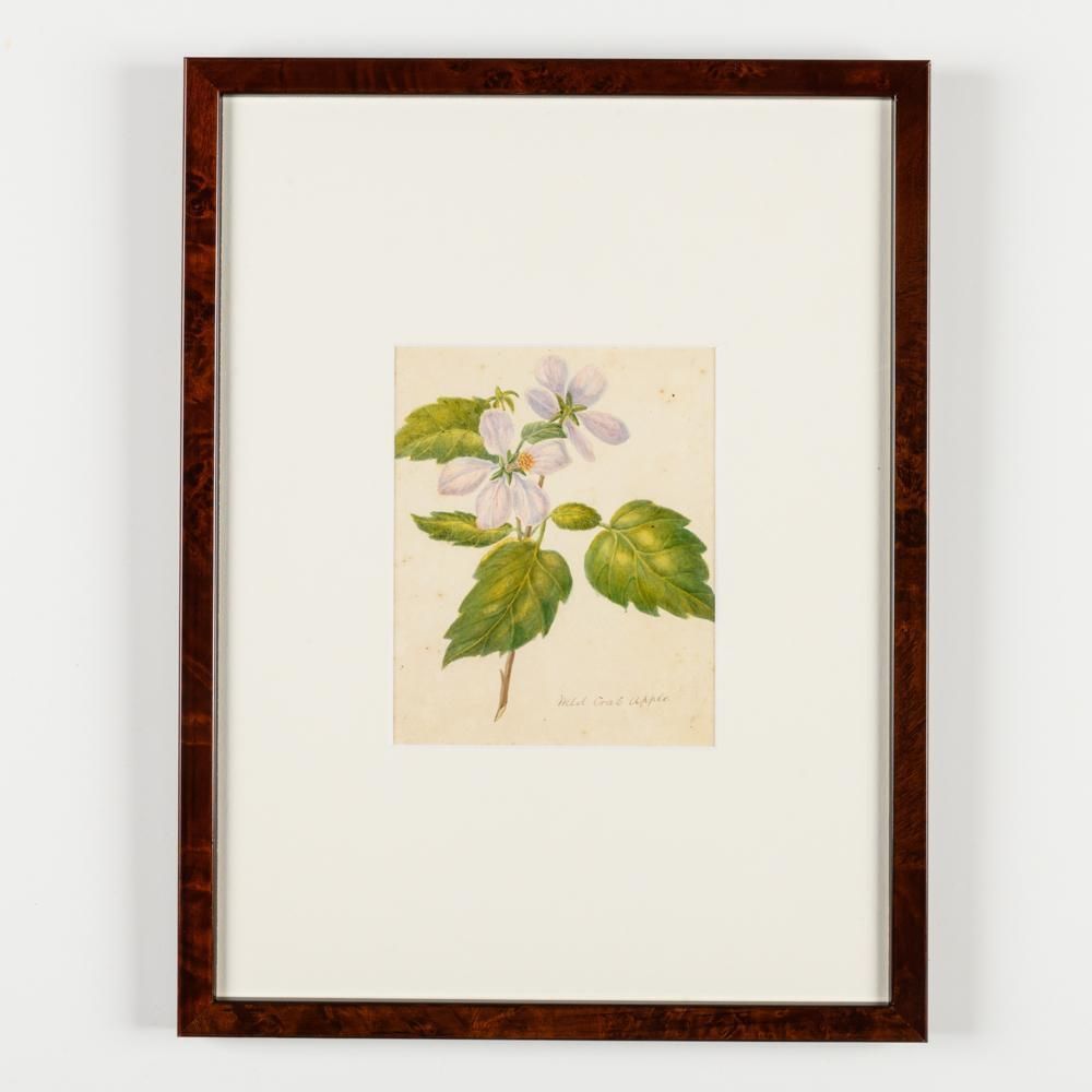 North American Botanical Watercolours Of Flowers photo for sale