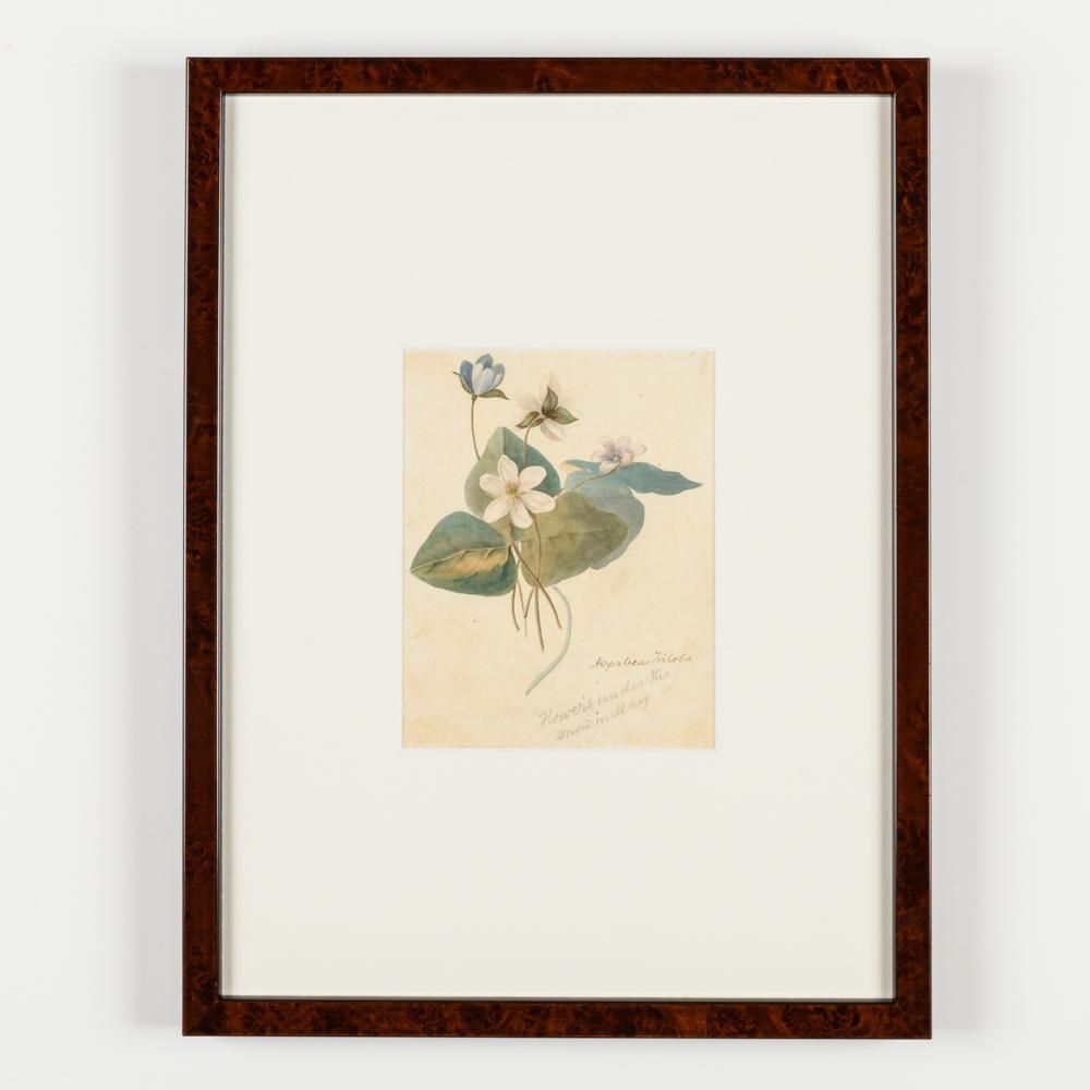 North American Botanical Watercolours Of Flowers photo buy