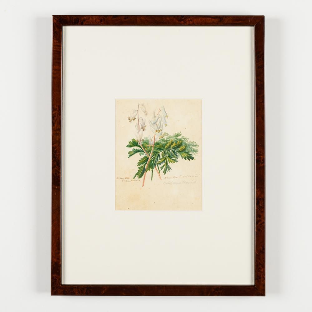 photo furniture North American Botanical Watercolours Of Flowers