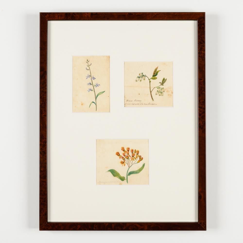 Art North American Botanical Watercolours Of Flowers photo