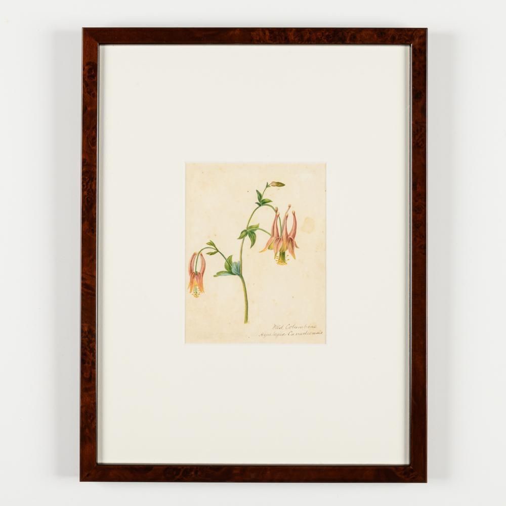 photo vintage North American Botanical Watercolours Of Flowers