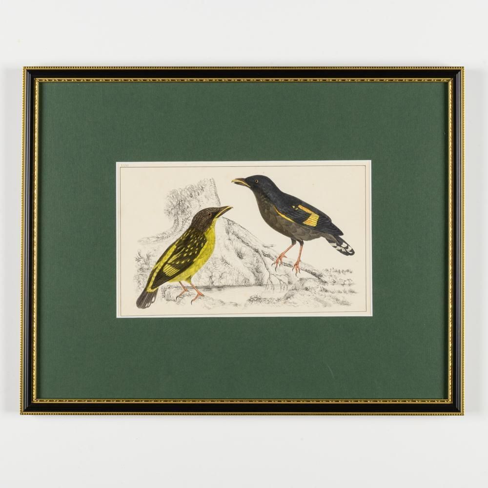 A Collection Of  Hand Coloured Etchings Of Birds, Butterflies, And Beetles photo furniture
