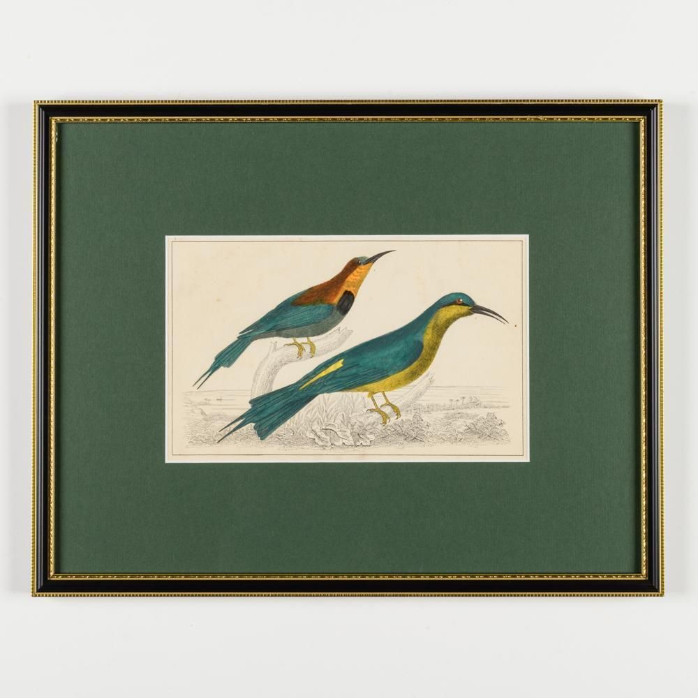 A Collection Of  Hand Coloured Etchings Of Birds, Butterflies, And Beetles photo vintage