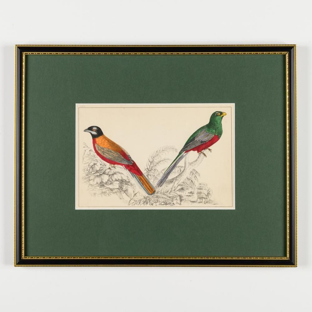 photo furniture A Collection Of  Hand Coloured Etchings Of Birds, Butterflies, And Beetles