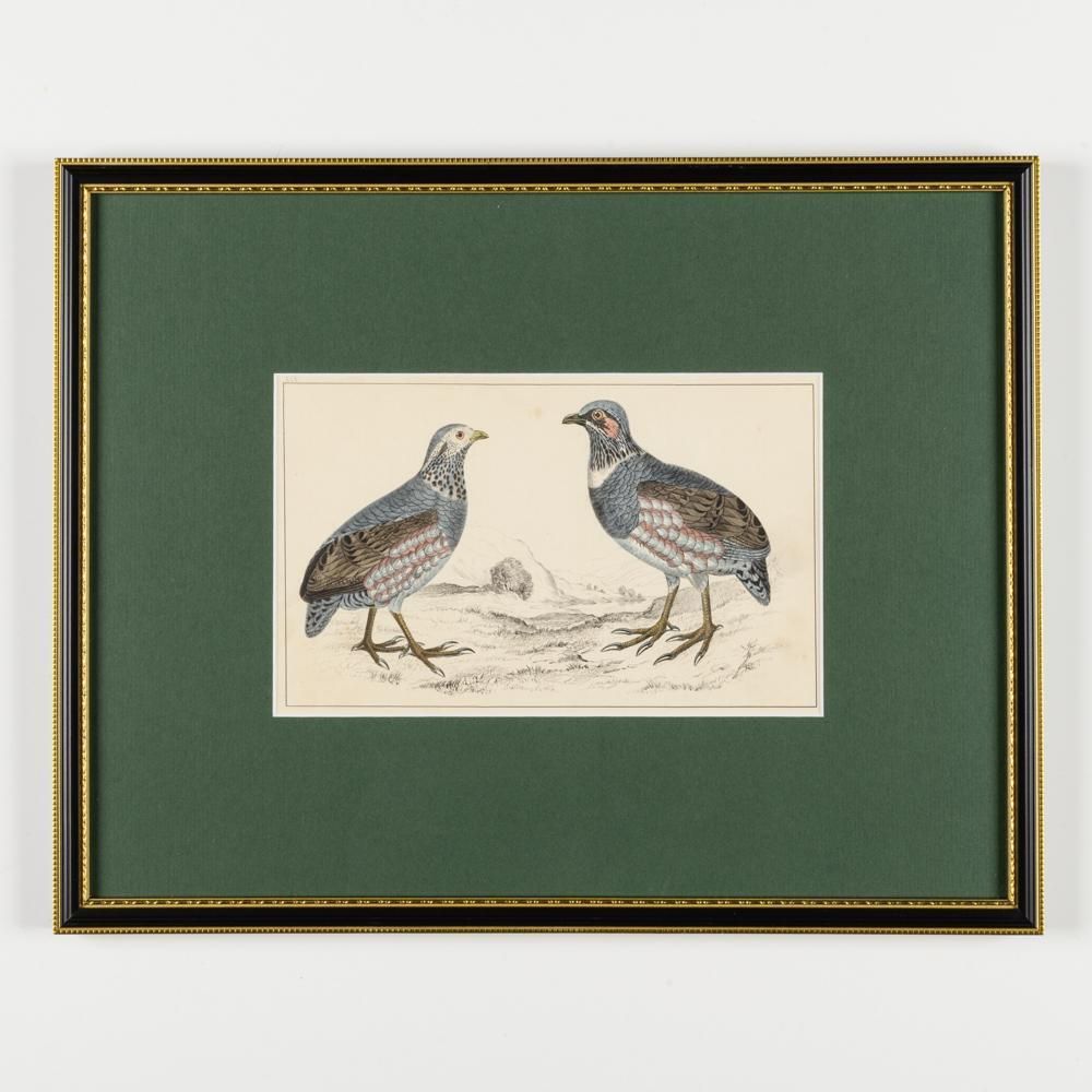 Art A Collection Of  Hand Coloured Etchings Of Birds, Butterflies, And Beetles photo