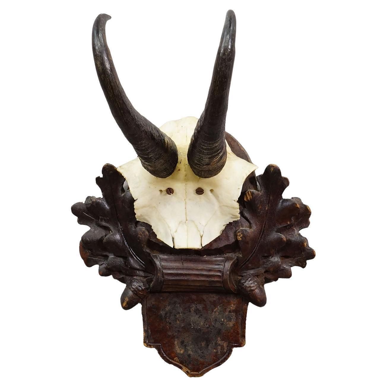 Antique Chamois Trophy On Carved Plaque, Germany Ca. 1900
