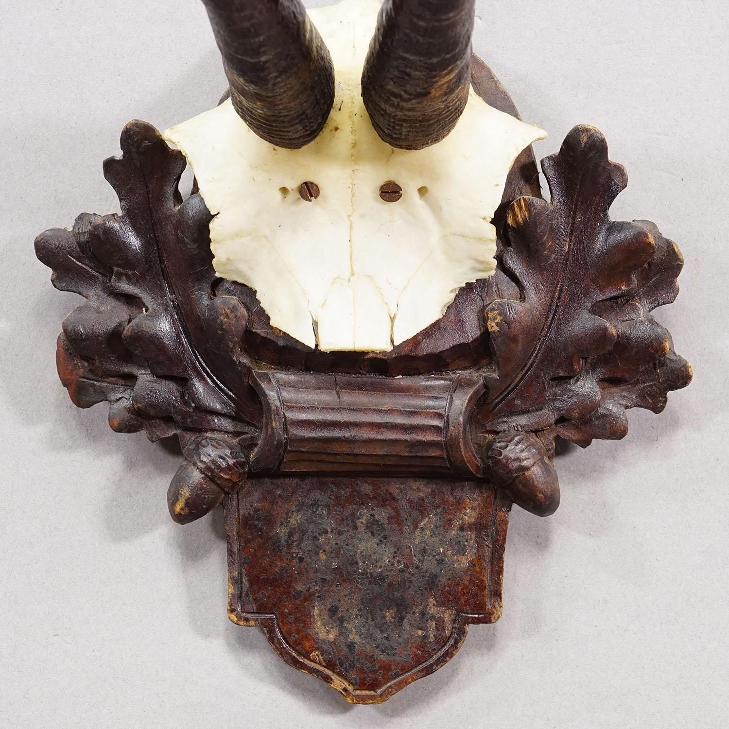 Antiek Gems­Trofee Op Gesneden Plaquette, Duitsland, Ca. 1900 photo 223.0