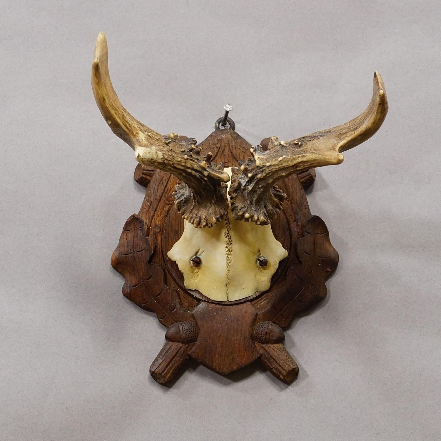 Antique Black Forest Red Deer Trophy On Carved Plaque, Germany 1938 photo Home Decor