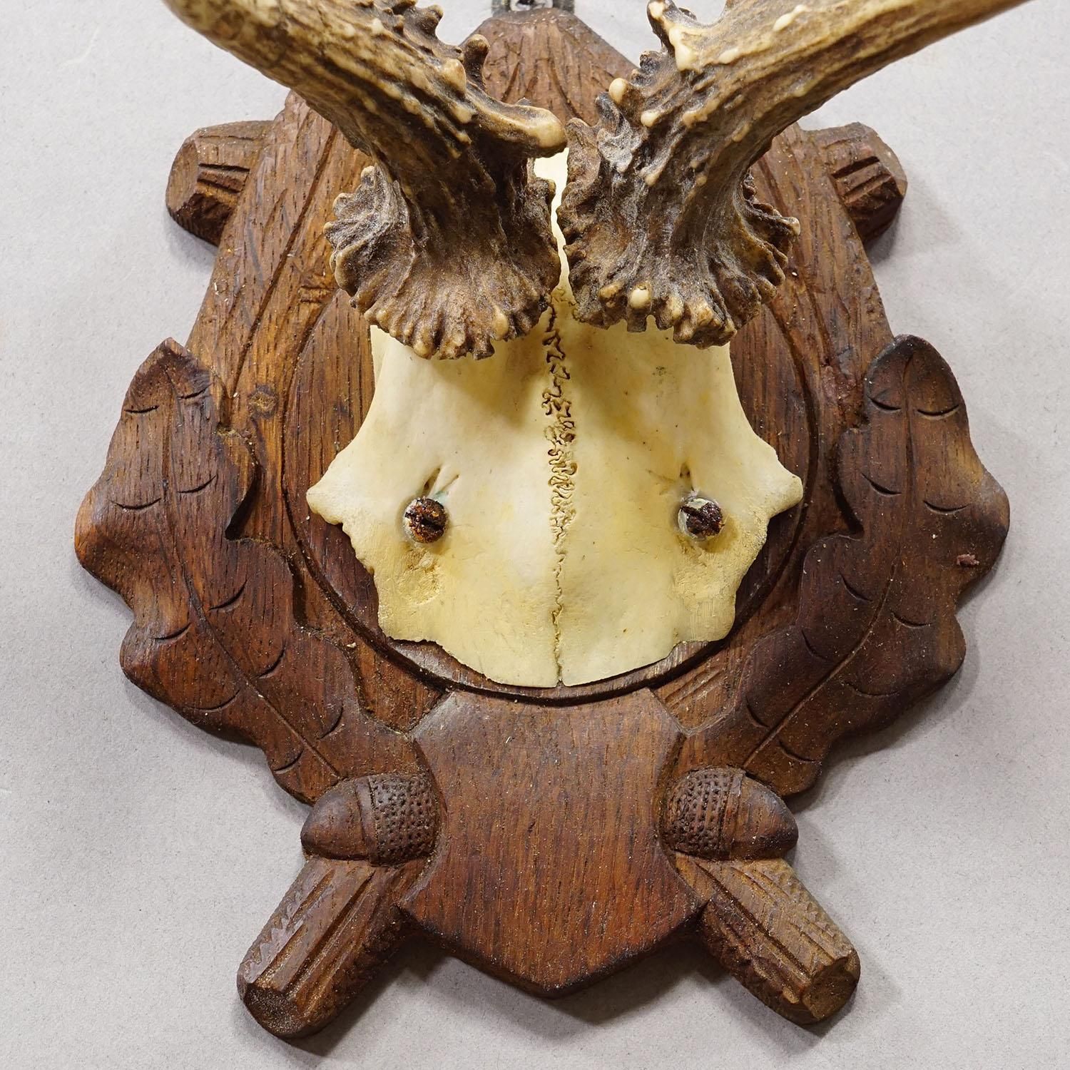 Antique Black Forest Red Deer Trophy On Carved Plaque, Germany 1938 photo 168.0