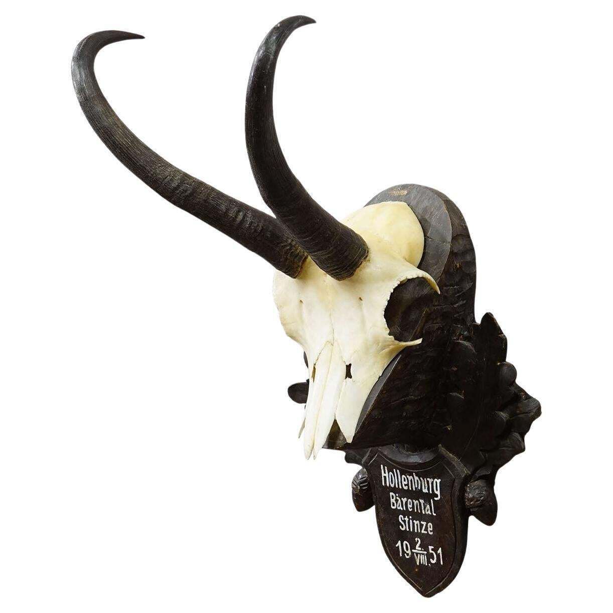 Black Forest Chamois Trophy On Carved Wooden Plaque, Austria 1951