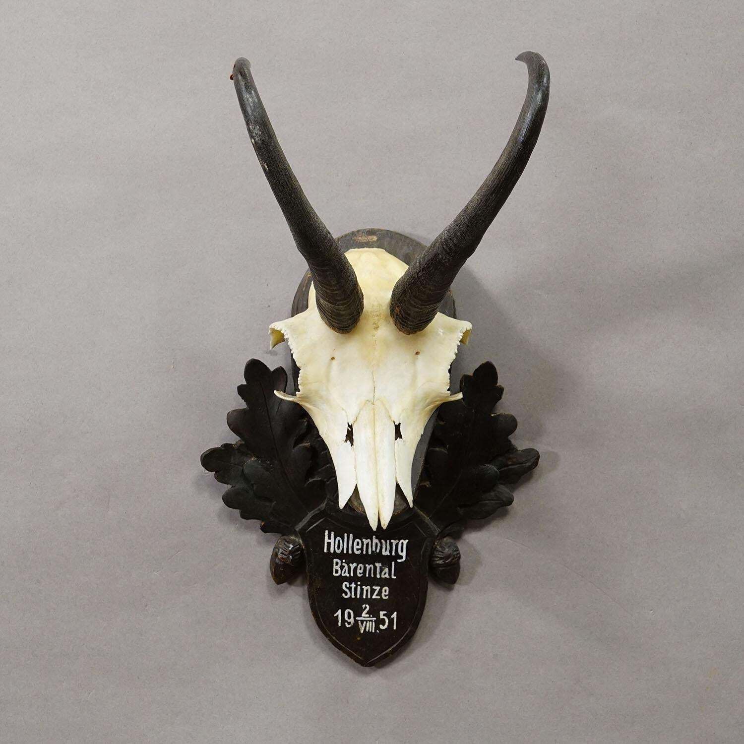 Black Forest Chamois Trophy On Carved Wooden Plaque, Austria 1951 photo Home Decor