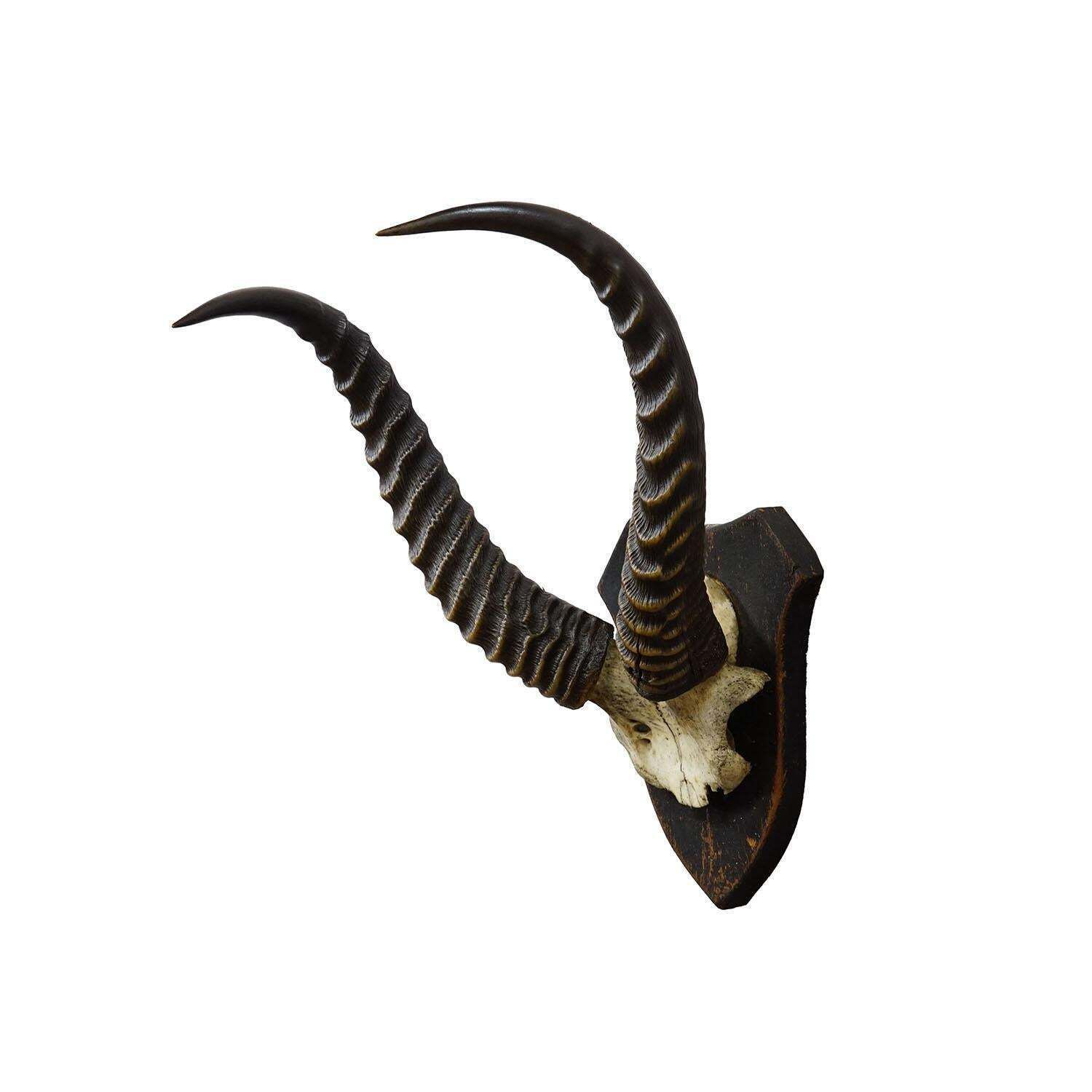 Antique Springbok Trophy On Wooden Plaque, Ca. 1930s photo furniture