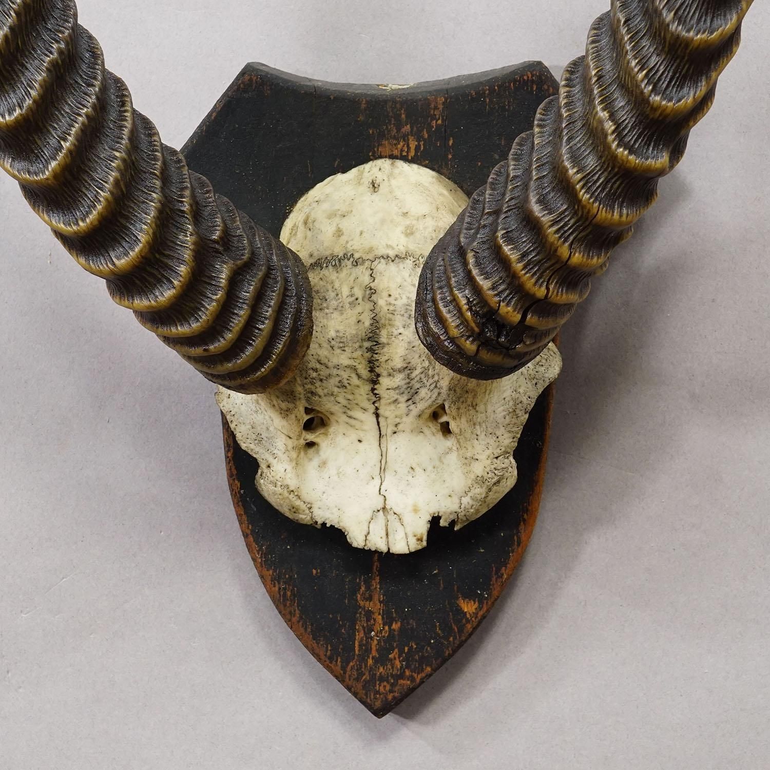 Antique Springbok Trophy On Wooden Plaque, Ca. 1930s photo 441.0