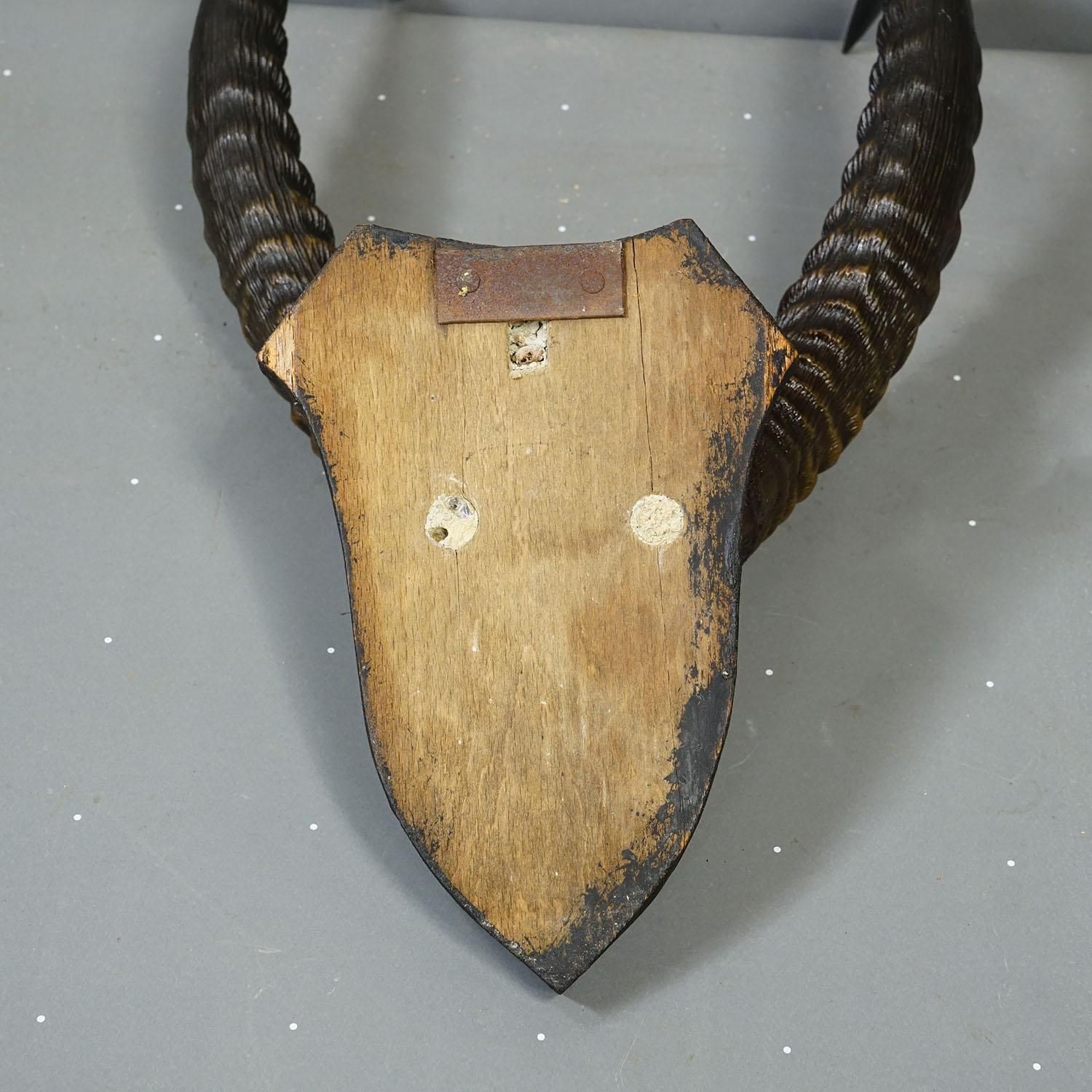 Antique Springbok Trophy On Wooden Plaque, Ca. 1930s photo vinterior
