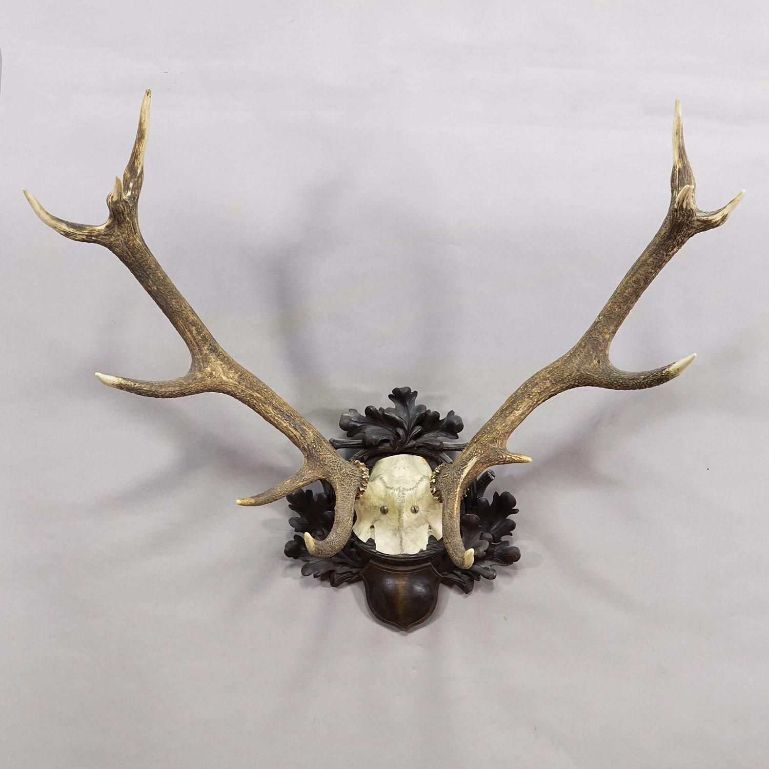 Big Black Forest 12 Pointer Red Deer Trophy On Carved Plaque   Germany 1930 photo 943.0