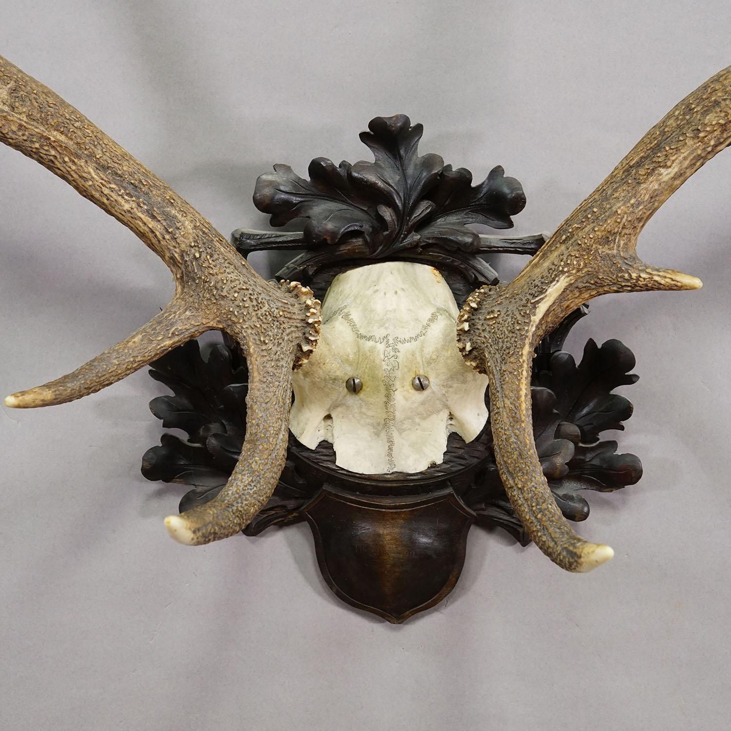 Big Black Forest 12 Pointer Red Deer Trophy On Carved Plaque   Germany 1930 photo vinterior