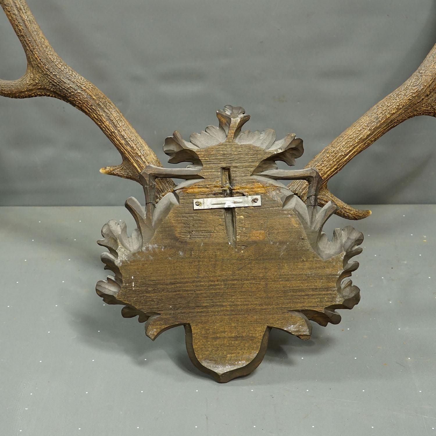 photo furniture Big Black Forest 12 Pointer Red Deer Trophy On Carved Plaque   Germany 1930