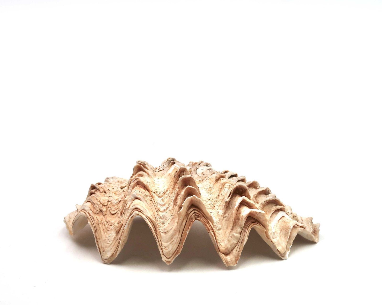 Zeeschelp: Tridacna Schelp, Ca. Jaren 1970 / Schelp, Hoornschelp, Rariteitenkabinet, Ringschaaltje, Zeepschaaltje, Minimalistische Badkamer, Woondecoratie, Natuur photo for sale