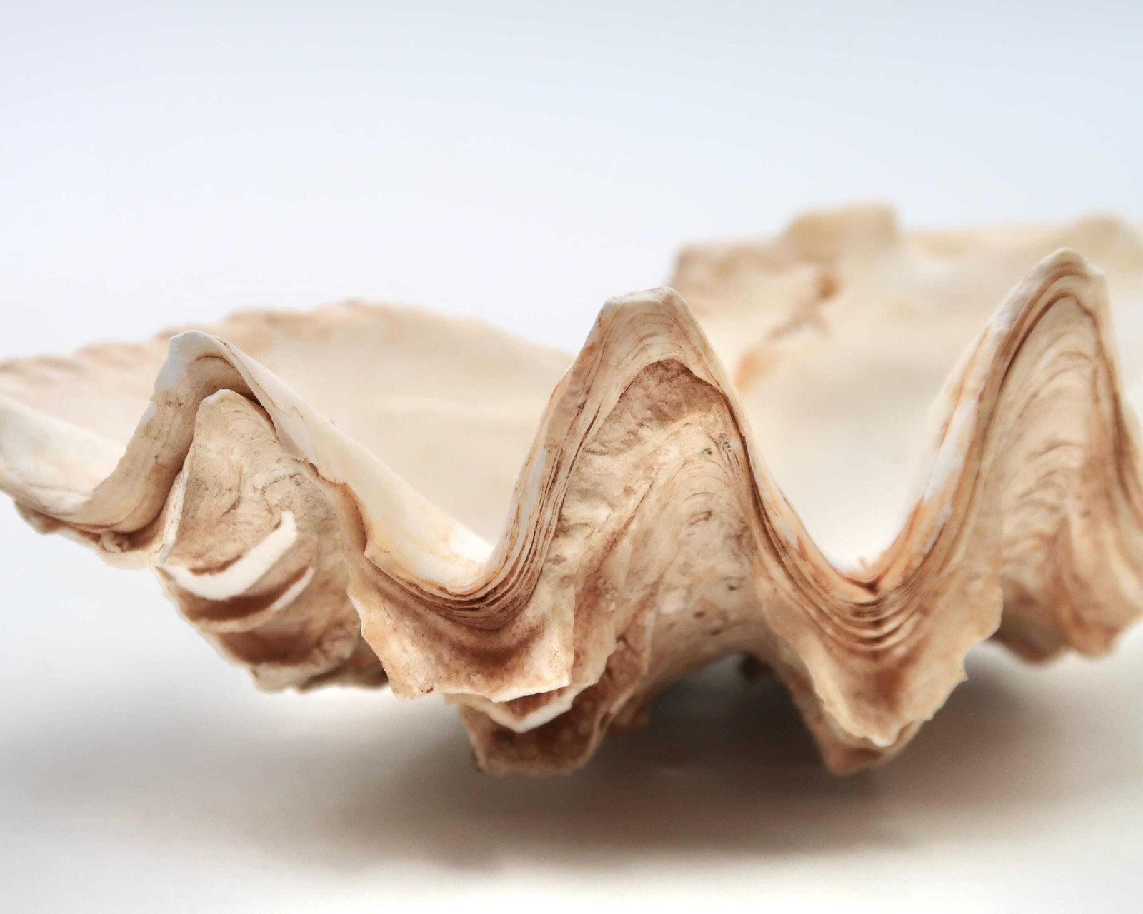Zeeschelp: Tridacna Schelp, Ca. Jaren 1970 / Schelp, Hoornschelp, Rariteitenkabinet, Ringschaaltje, Zeepschaaltje, Minimalistische Badkamer, Woondecoratie, Natuur photo vinterior