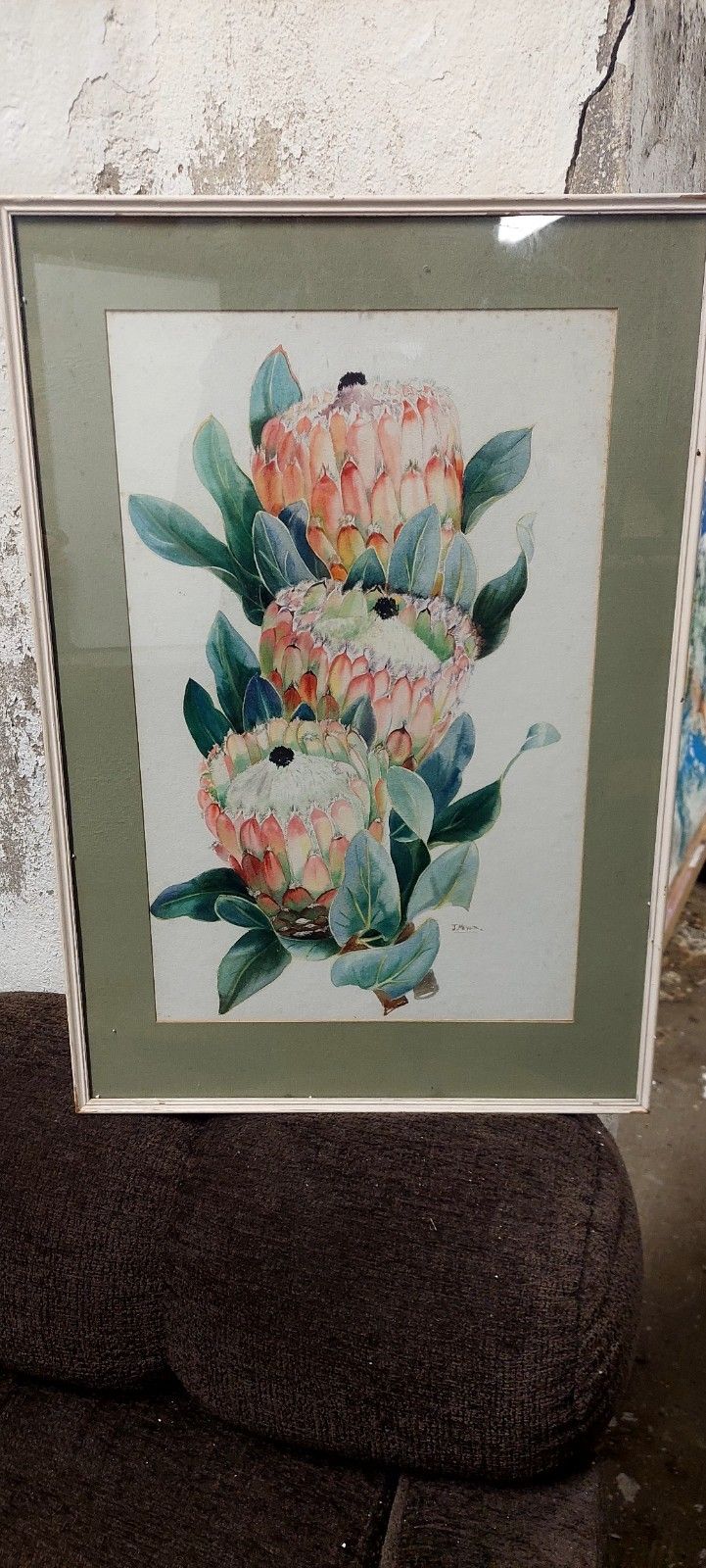 Johm Meyer 1942 South Africa Protea Flowers Watercolor On Paper
