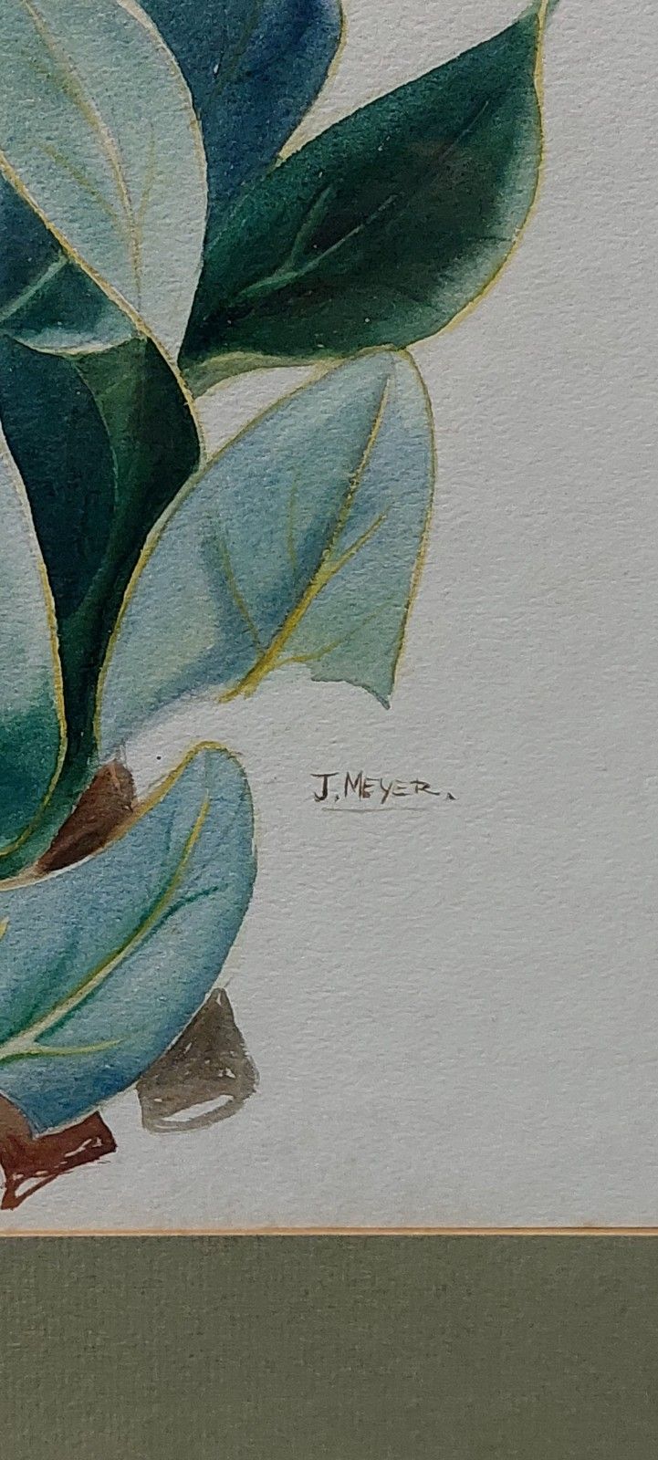 Johm Meyer 1942 South Africa Protea Flowers Watercolor On Paper photo Art