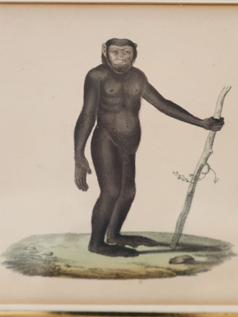 Striking Triptych Of 19th Century Hand Coloured Zoological Lithographs photo buy
