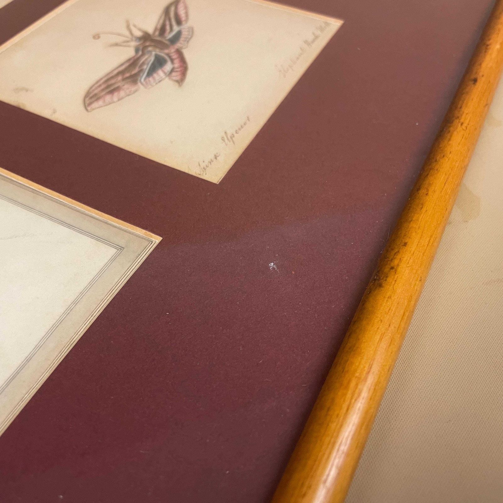 photo furniture Vintage Butterfly Prints Framed Four Panel Wall Art Antiquarian Style Botanical Pictures Natural History Wood Frame