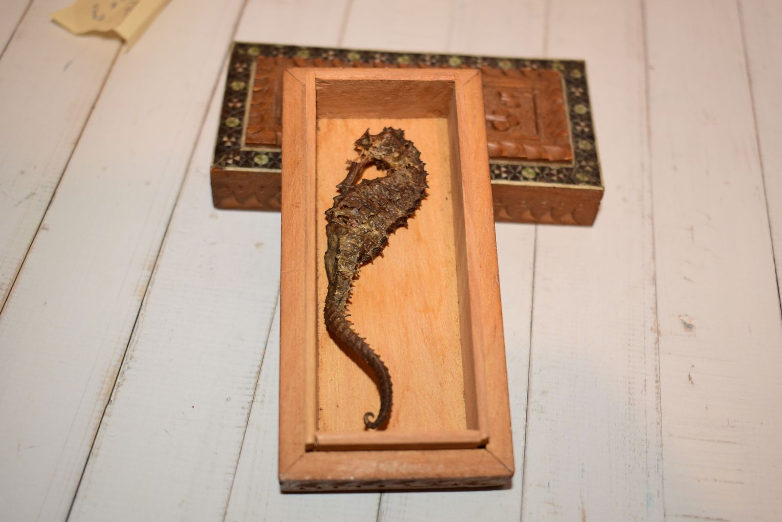 Victorian Jewellery Box   Beautiful Sadeli Inlaid Micro Mosaic Casket With Dried Seahorse! photo vinterior