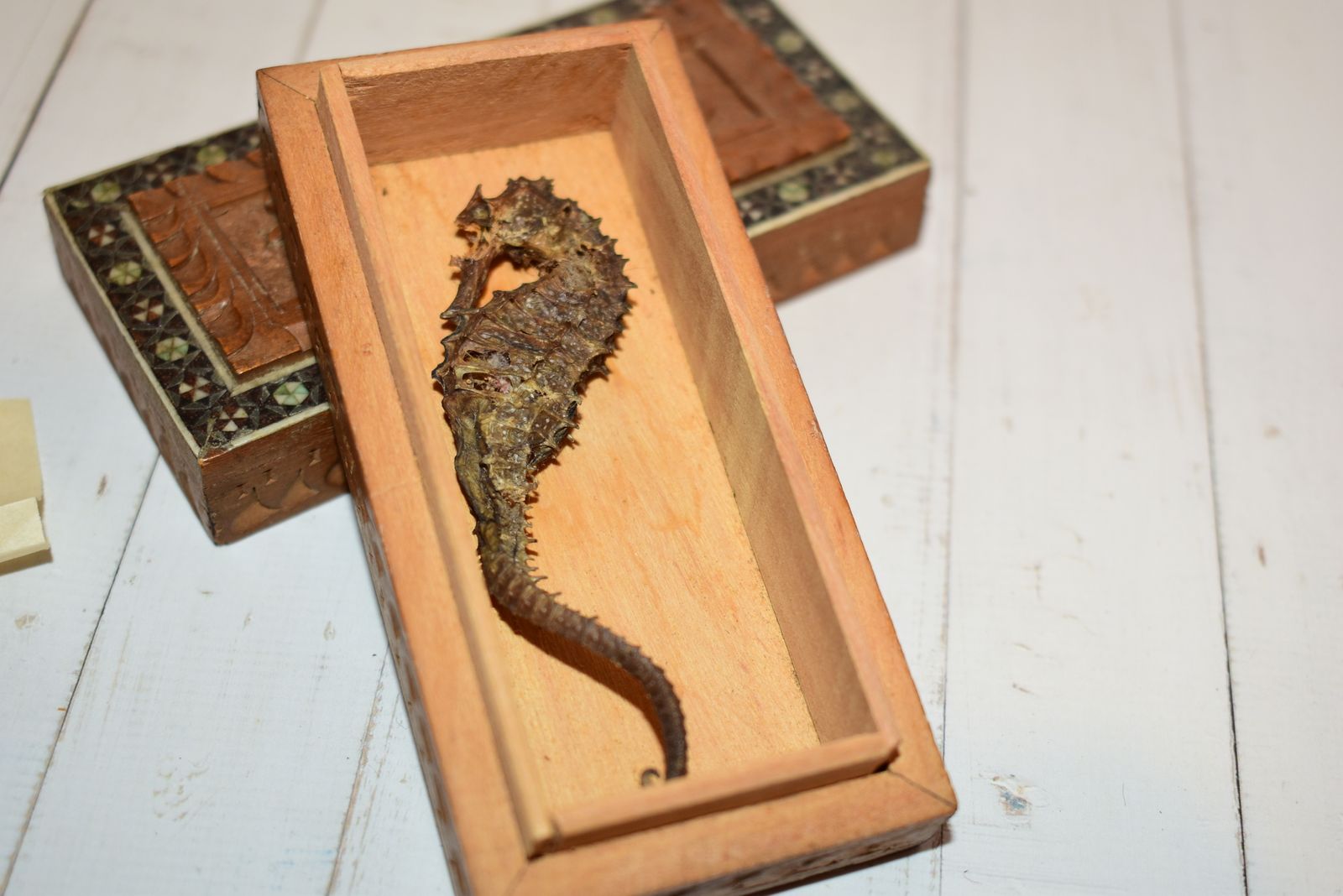 117.0 Victorian Jewellery Box   Beautiful Sadeli Inlaid Micro Mosaic Casket With Dried Seahorse! photo