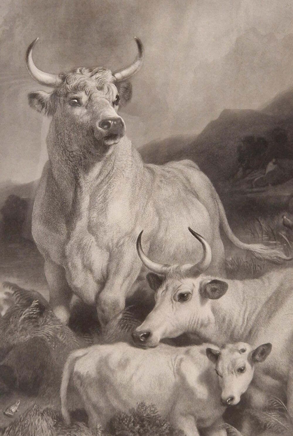 Sir Edwin Landseer Pra. Wild Cattle At Chillingham 1869 Etching Signed By Thomas Landseer photo furniture
