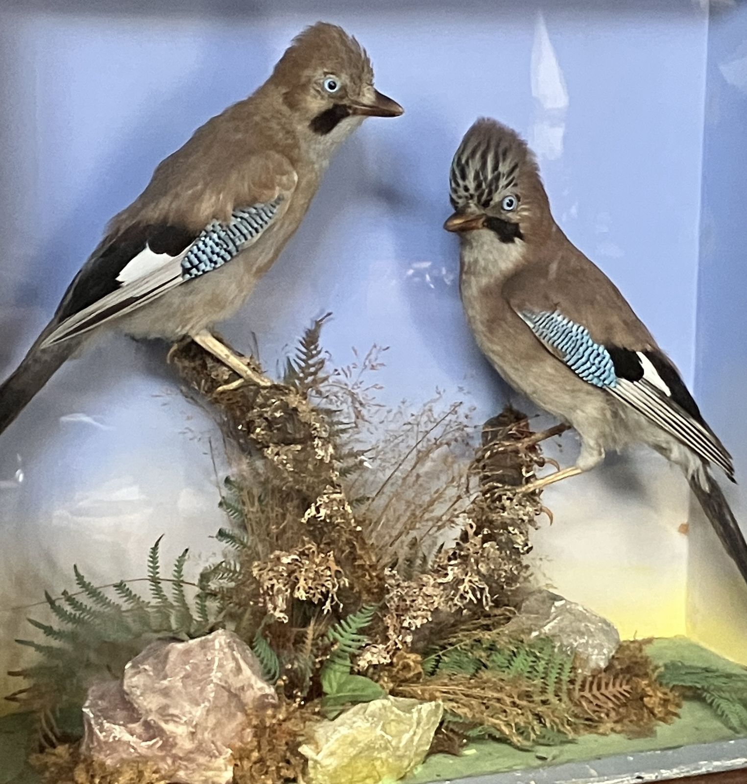 photo furniture Antique Eurasian Jays’ (Garrulus Glandarius) Taxidermy Display Case
