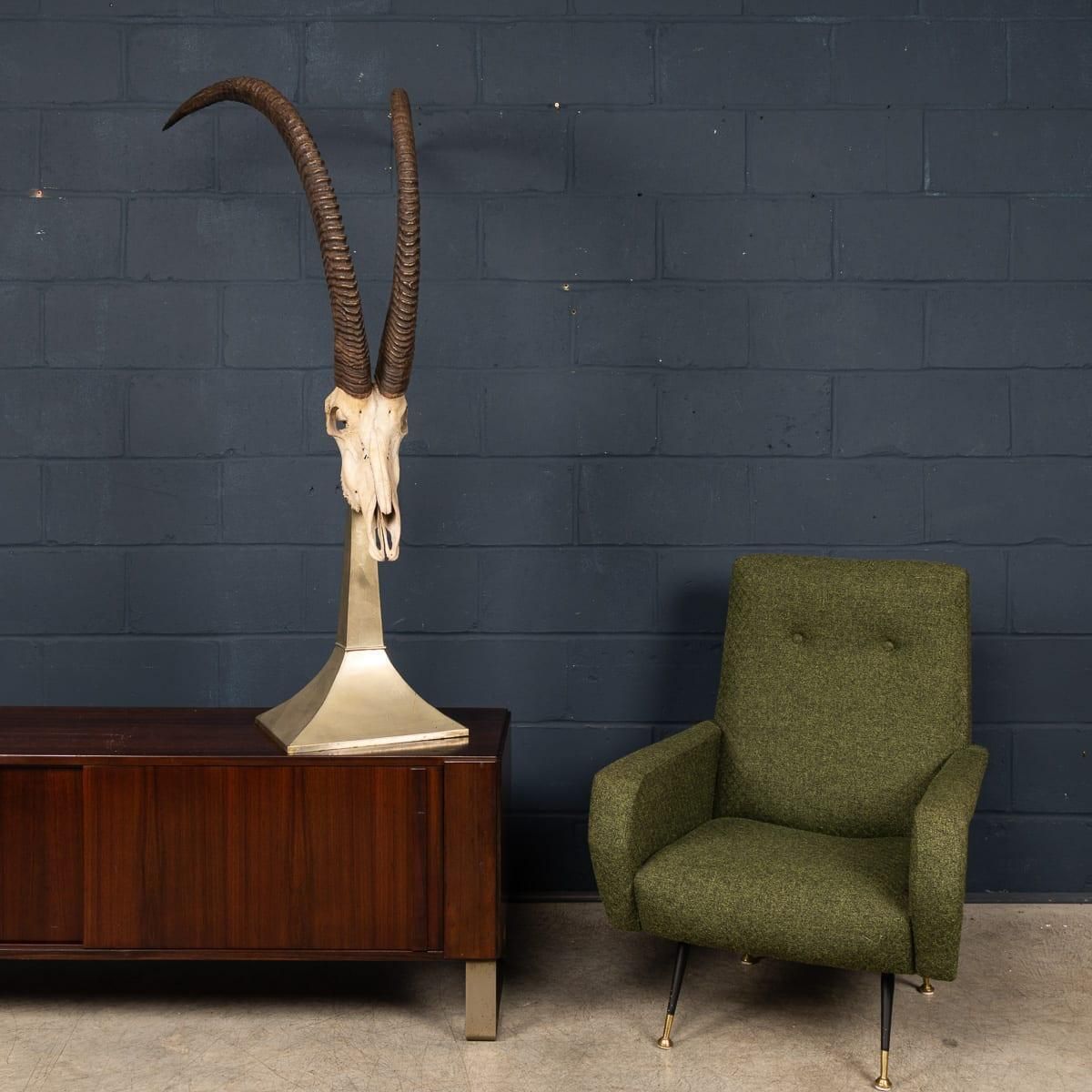 20thc Taxidermy Study Of An African Ibex, By Anthony Redmile, London C.1970 photo vintage