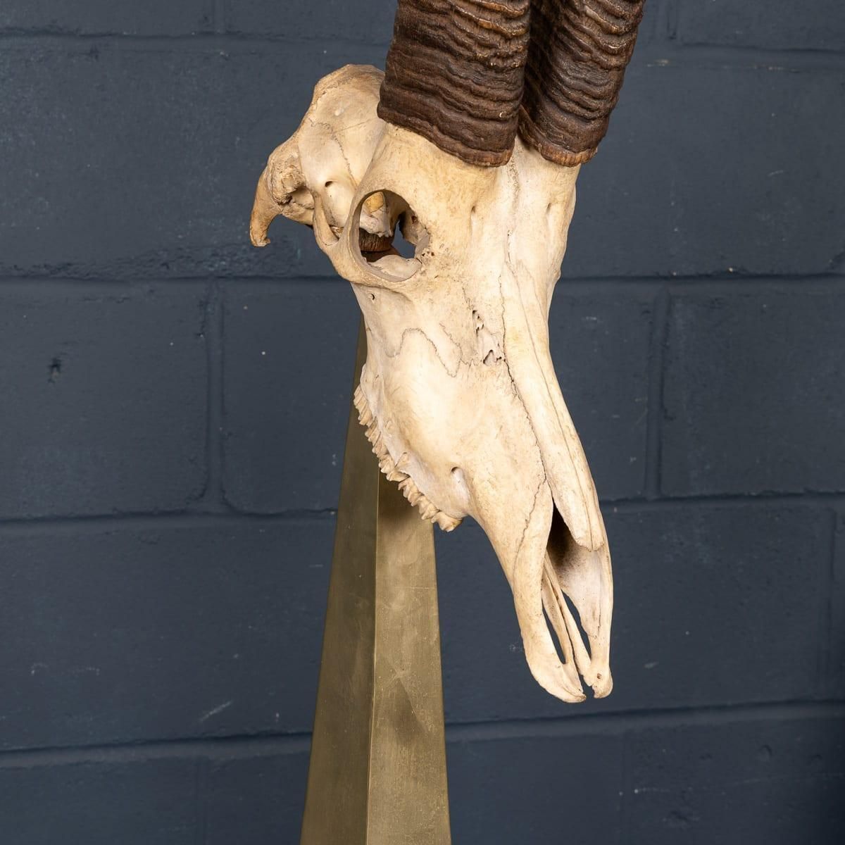 photo vinterior 20thc Taxidermy Study Of An African Ibex, By Anthony Redmile, London C.1970