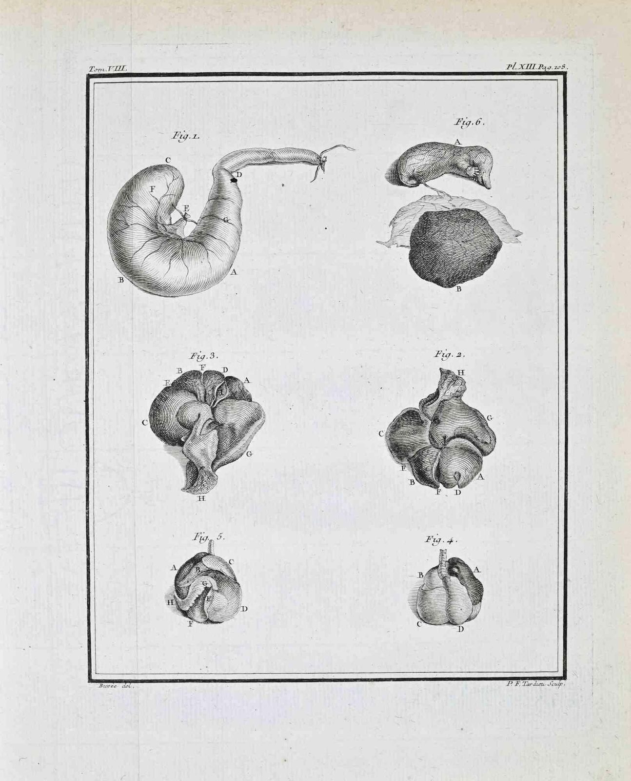 Buvée D’amériqueanimal Anatomy Studies   Etching By Buvée D’amérique   17711771