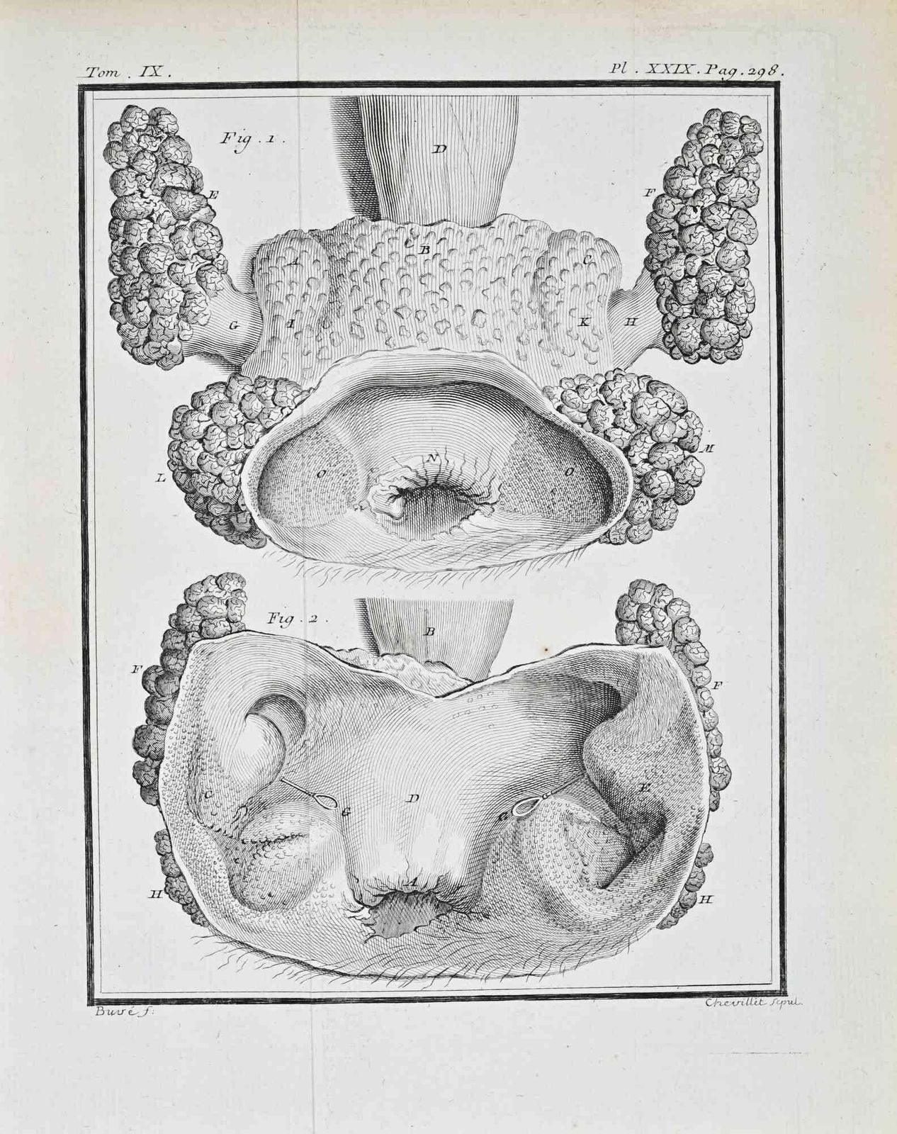 Juste Chevilletanimal Anatomy   Etching By Juste Chevillet   17711771