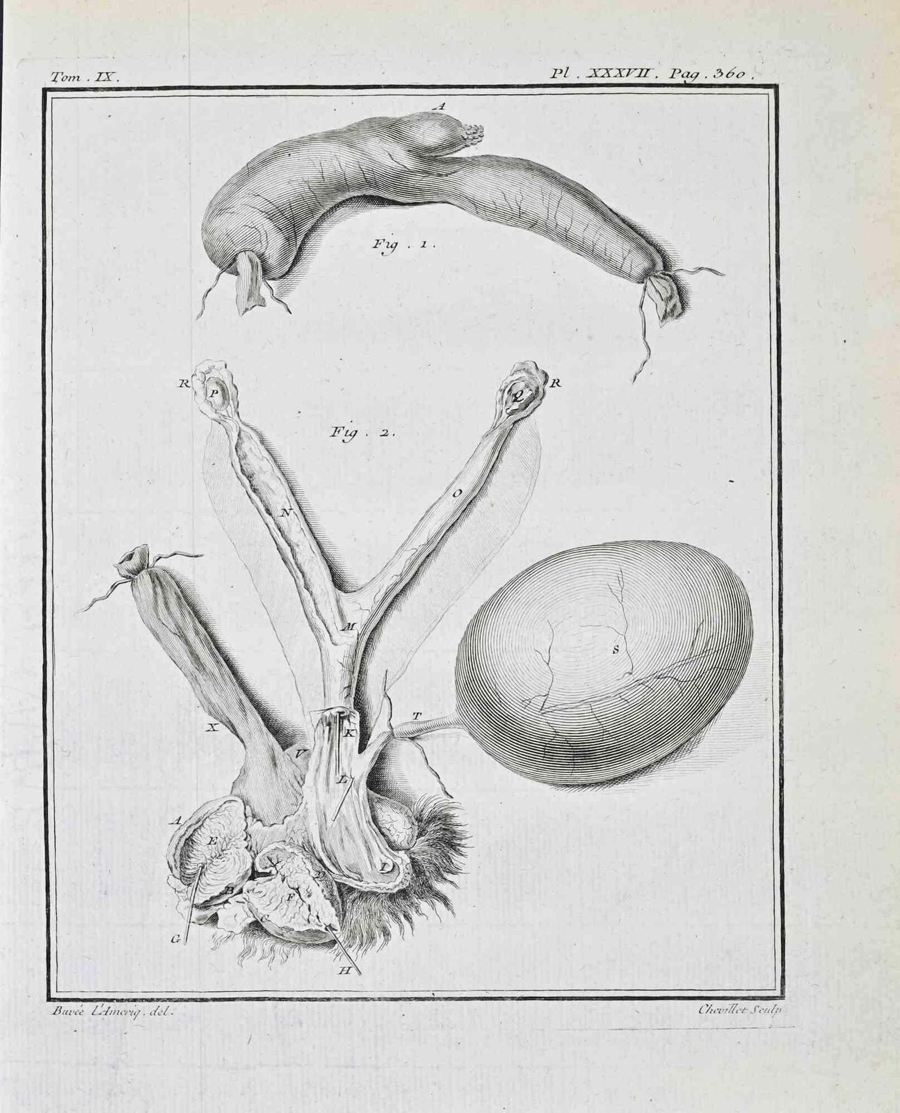 Juste Chevilletanimal Anatomy   Etching By Juste Chevillet   17711771
