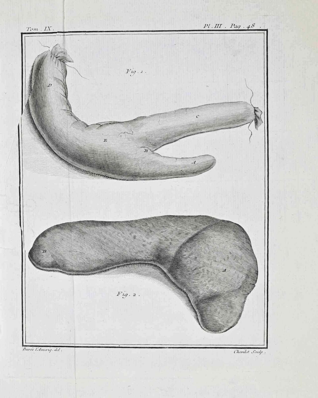 Buvée D’amériqueanimal Anatomy   Etching By Buvée D’amérique   17711771