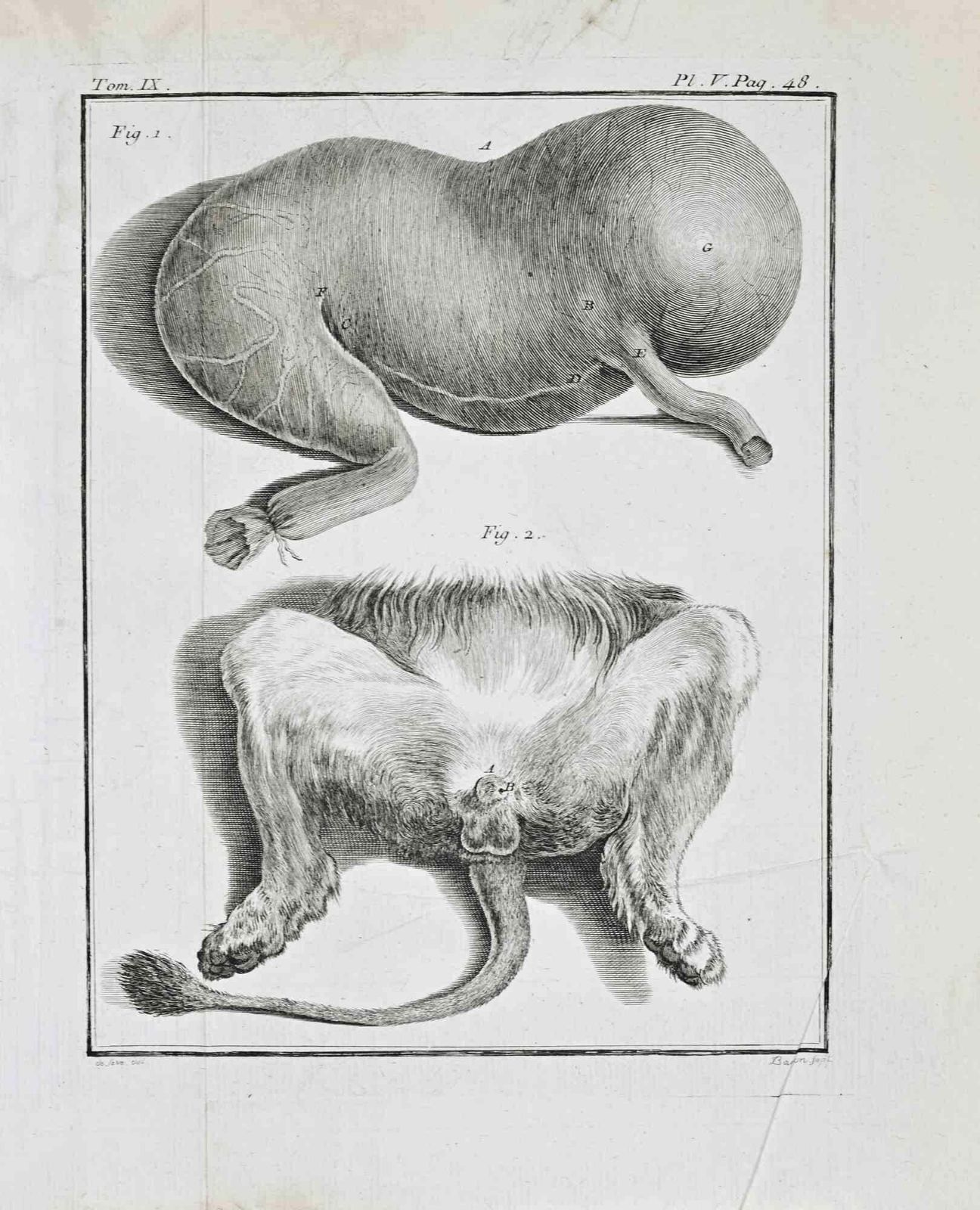 Jacques De Seveanimal Anatomy   Etching By Jacques De Sève   17711771